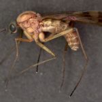 Mosquito lifespan includes four life cycles