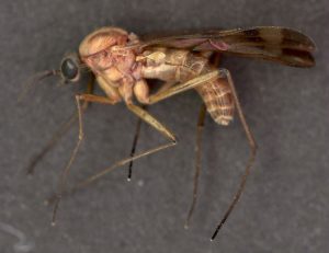 Adult in mosquito life cycle