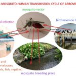 Prevention and control of mosquito diseases in Latin America
