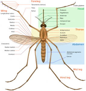 Mosquito adult anatomy