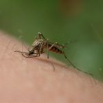 20 mosquito facts: harm and benefit from mosquito activity