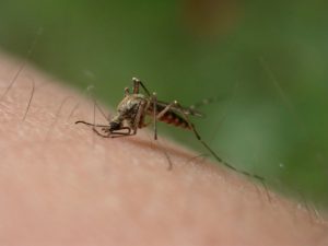 mosquito facts about bites
