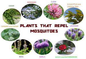 Plants mosquito repellents for natural mosquito spray for yard