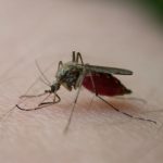 Are the Asian Tiger Mosquitoes harmful to Humans?