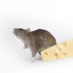 What do rats like to eat in urban localities and in nature