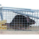 How do You Get Rid of Rats indoors and in your yard?