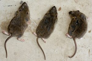 Killing rats