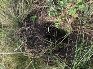 Rat baiting in burrows in a yard