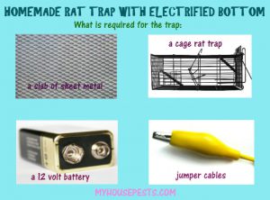 Electrified rat trap diy