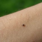 Ticks in forests and on grass are waiting for their victims