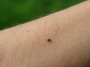 be careful in areas of tick infestation
